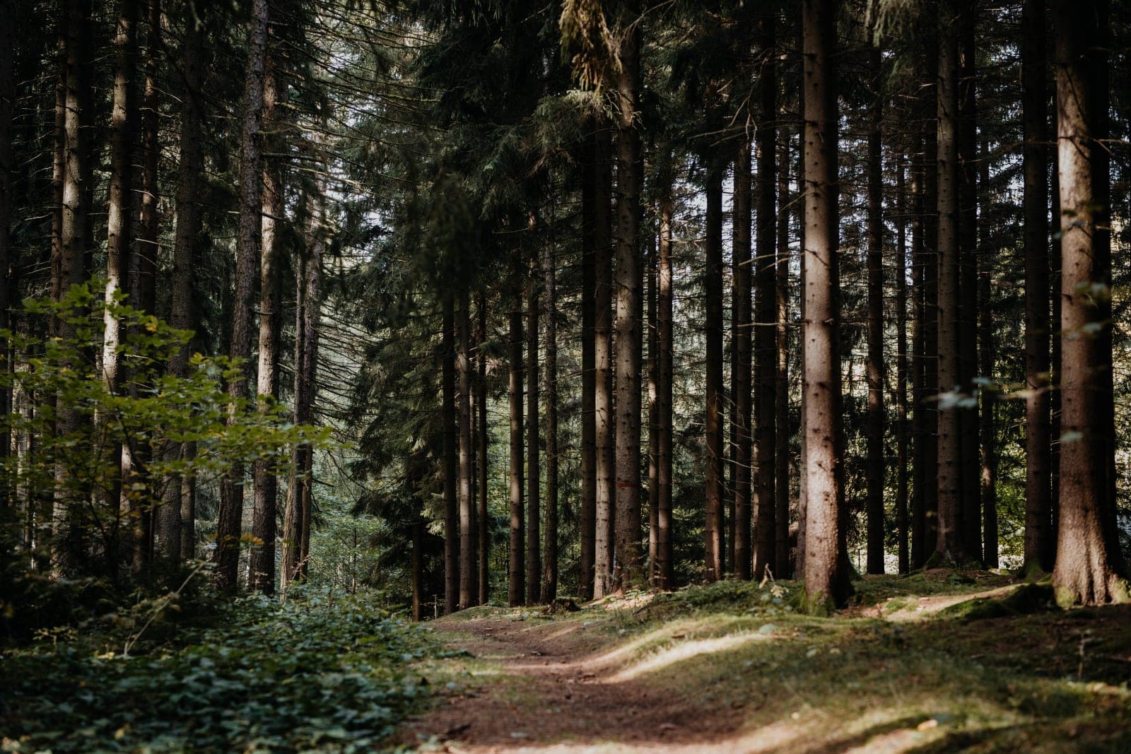 Hiking around the Hoher Hahn: Trails in the Erzgebirge